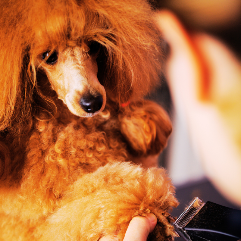 Visuels Carrés Aux Quatre Pattes (3)